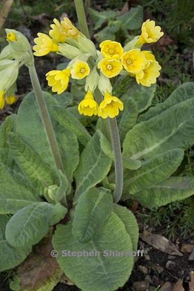 primula veris 1 graphic